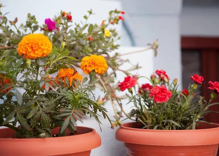 Ioli's - Medieval Town Rhodes City